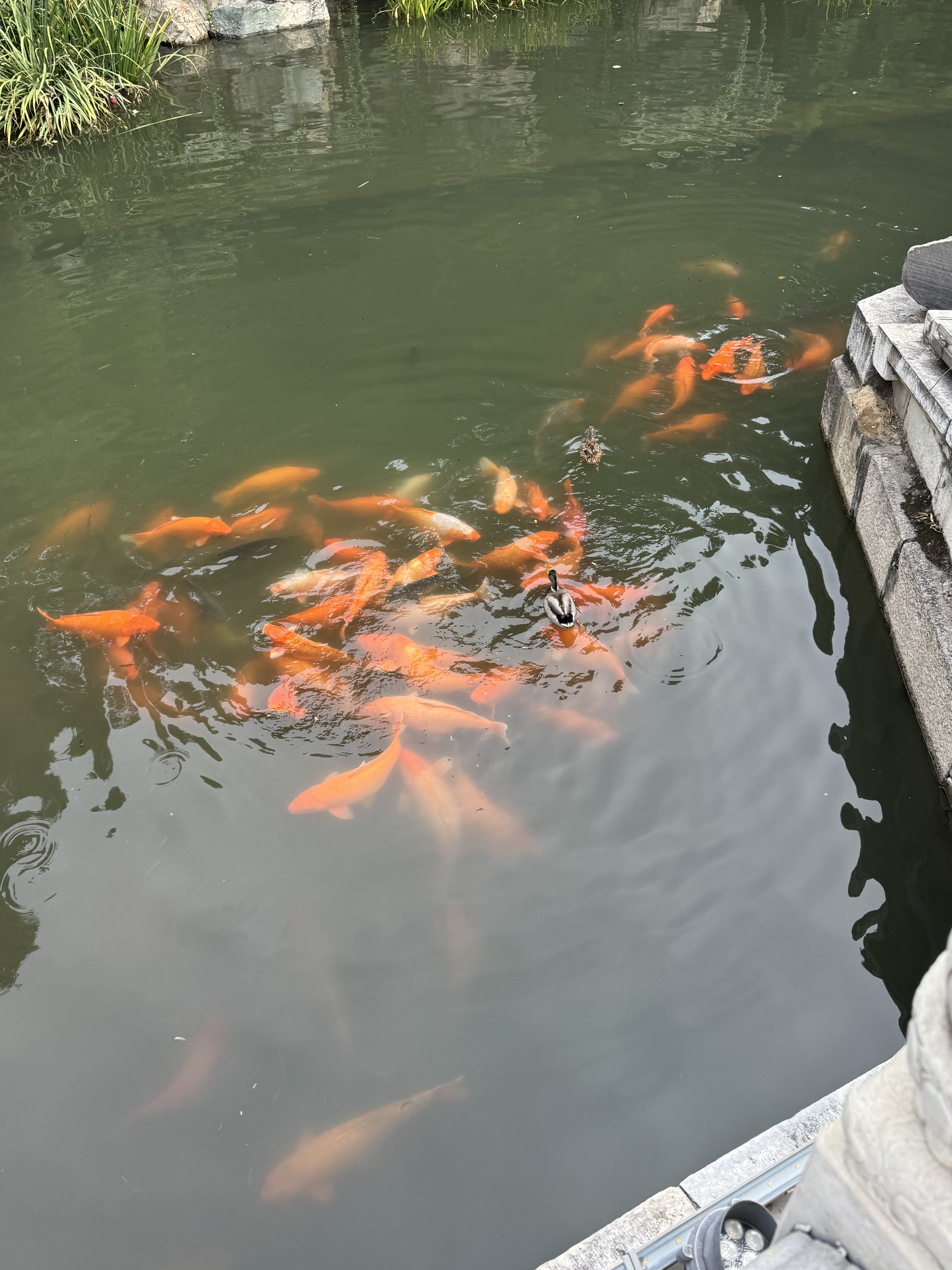 旅游